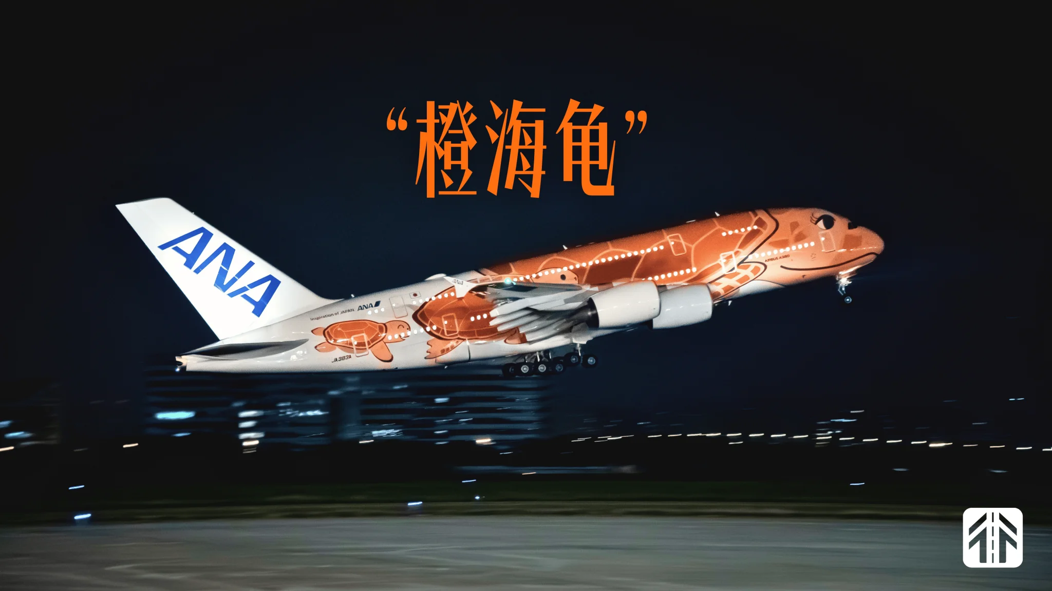 在厦门拍“海龟”，怎么就变成了社会现象？